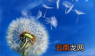 怎样画蒲公英 蒲公英的画法