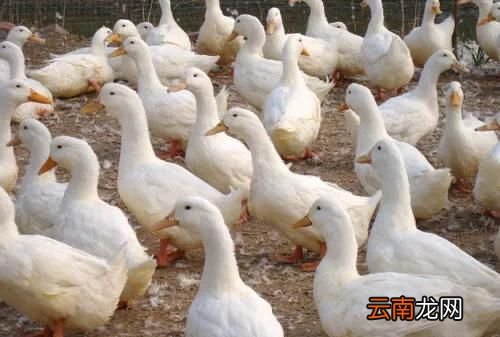 为什么活鸭的价格和烤鸭差这么多