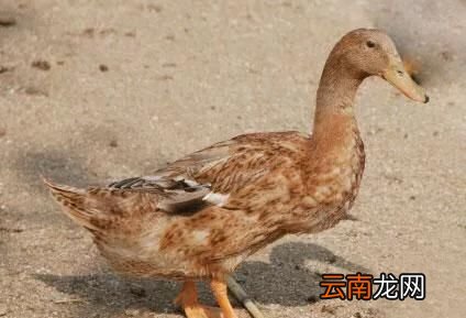 为什么活鸭的价格和烤鸭差这么多