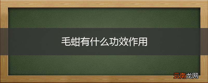毛蚶有什么功效作用
