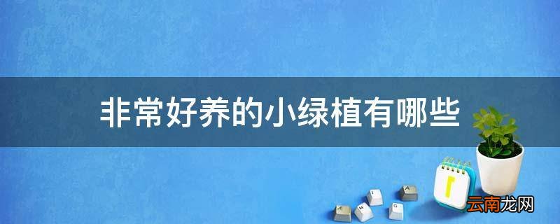非常好养的小绿植有哪些