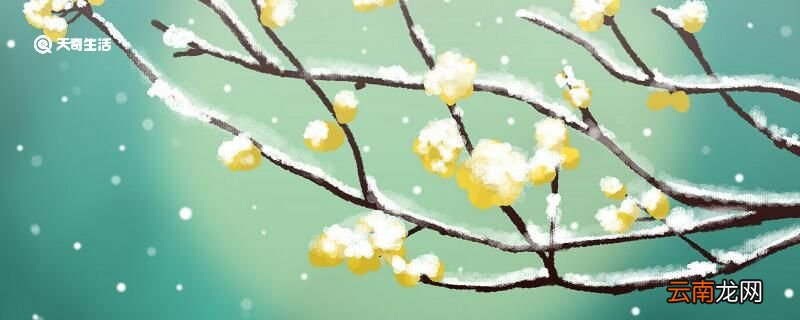 梅花的象征意义 梅花代表什么象征意义