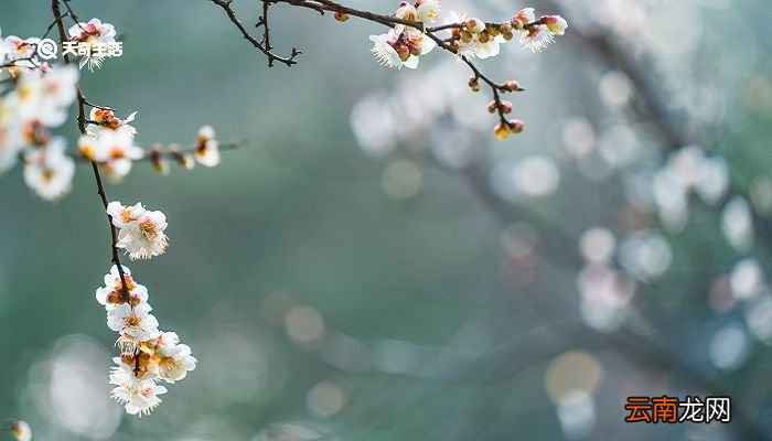 梅花的象征意义 梅花代表什么象征意义