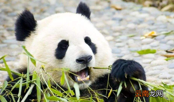 大熊猫喜欢吃什么，大熊猫吃什么食物