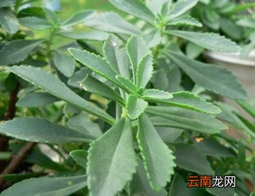景天三七的食用方法