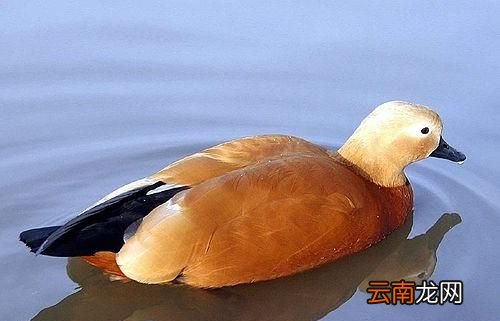 世界上有不会游泳的鸭子吗?有何依据呢