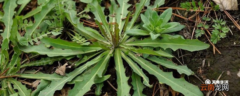 苦菜的功效与作用 苦菜的功效与作用是什么