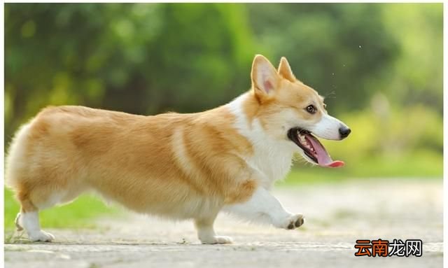 柯基聪明吗会护主吗 柯基聪明吗