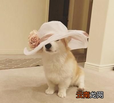 柯基聪明吗会护主吗 柯基聪明吗