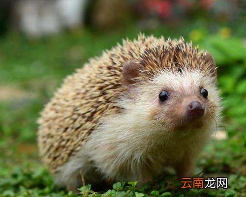 野生刺猬能养