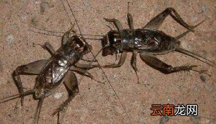 什么虫子在树上叫，夏天在树上叫的知了怎么写