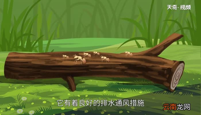 蚂蚁的生活习性 蚂蚁的生活习性是什么样的