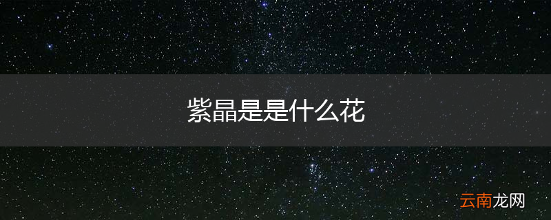 紫晶是是什么花