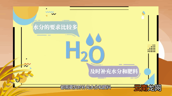 满天星的养殖方法和注意事项 满天星的养殖方法和注意事项有哪些
