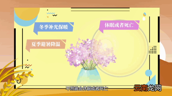 满天星的养殖方法和注意事项 满天星的养殖方法和注意事项有哪些