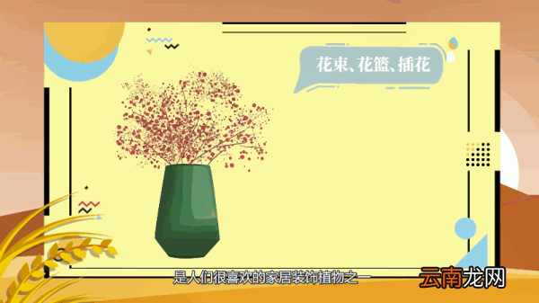 满天星的养殖方法和注意事项 满天星的养殖方法和注意事项有哪些
