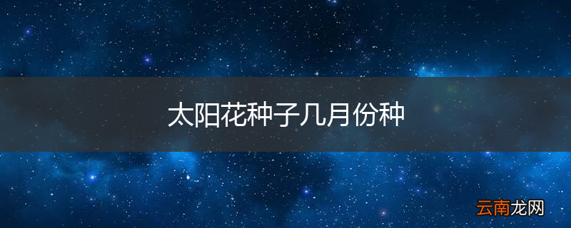 太阳花种子几月份种