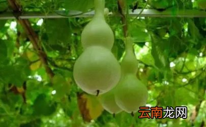 葫芦是不是不能挂一对