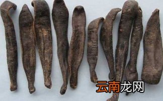 烫水蛭的颗粒功效与作用,水蛭的作用