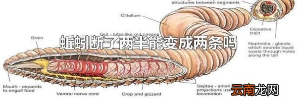 蚯蚓断了两半能变成两条吗