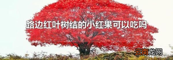 路边红叶树结的小红果可以吃吗