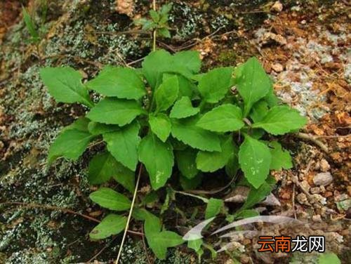 了解一下败酱草的配伍应用