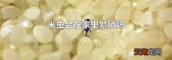 米虫会在家里繁殖吗