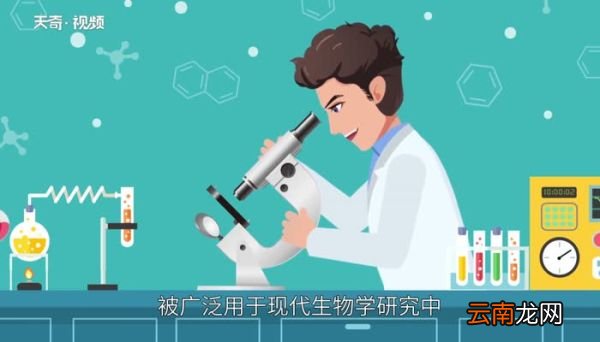 酵母菌是真菌吗酵母菌是什么真菌