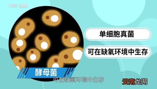 酵母菌是真菌吗酵母菌是什么真菌