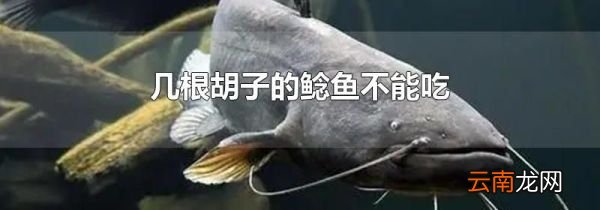 几根胡子的鲶鱼不能吃