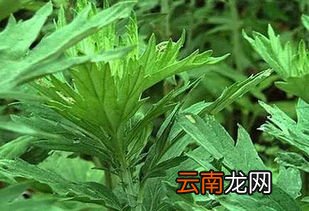 艾草养生茶的功效,艾草茶哪些人群可以喝？