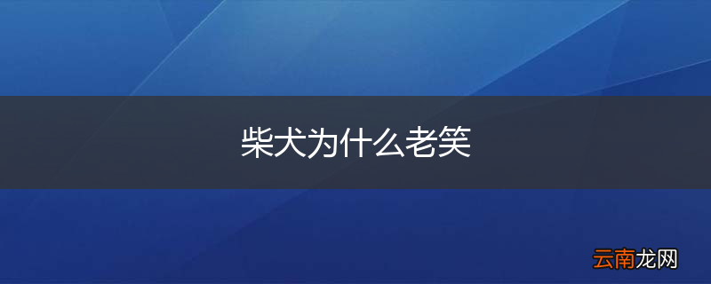 柴犬为什么老笑