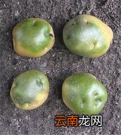 松茹变绿了还能吃吗,松乳菇蘑菇变绿了，可不可以吃？