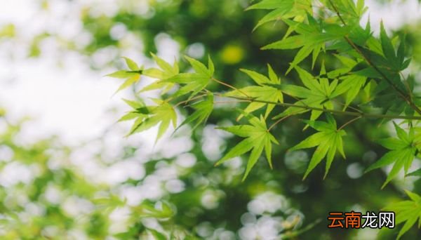 早发白帝城翻译赏析早发白帝城的翻译和赏析是怎样的