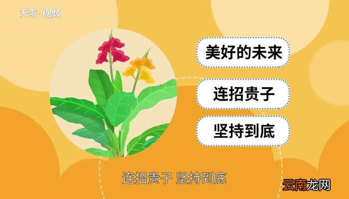 美人蕉花语 美人蕉花语是什么
