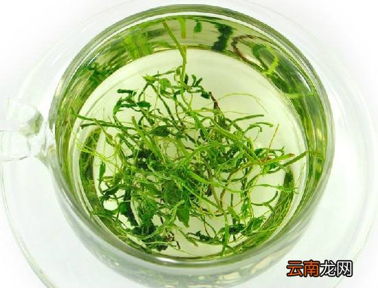 绞股蓝很适合泡水 养生治病功效很强