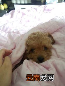 狗吐完还能吃狗粮吗,狗狗吐了之后相隔多长时间可以喂狗粮