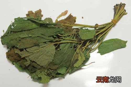 人参叶可以治疗哪些疾病