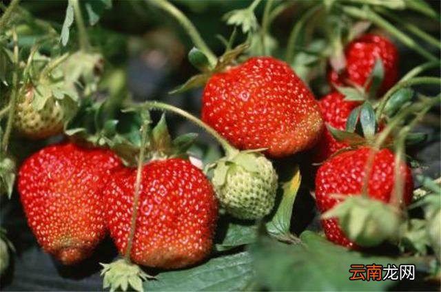 6种天然的“抗癌食物”，经常吃点延年益寿，癌细胞见你都躲