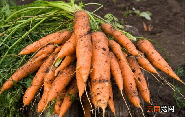 6种天然的“抗癌食物”，经常吃点延年益寿，癌细胞见你都躲