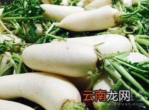 白萝卜对男性的功效与作用,萝卜的功效与作用