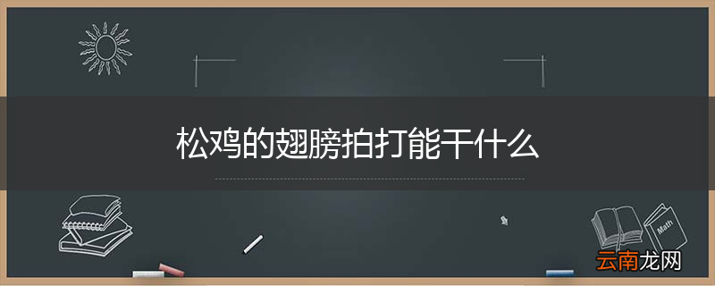 松鸡的翅膀拍打能干什么