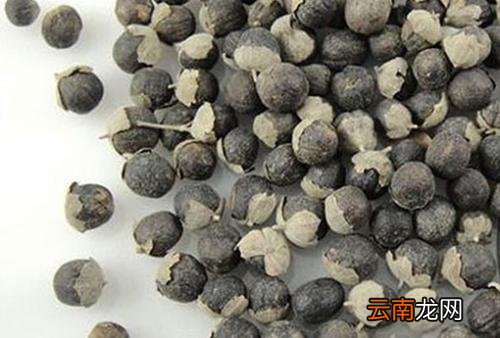 为大家介绍蔓荆子的治病疗方