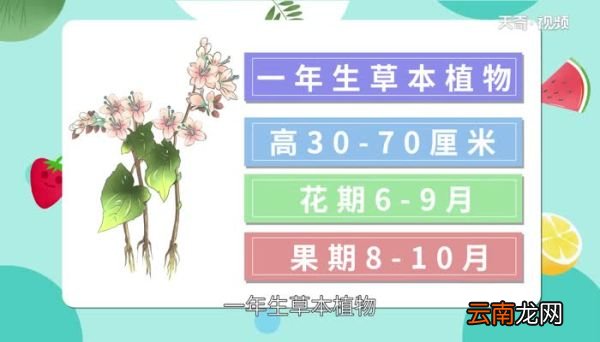 苦荞的功效与作用 苦荞的好处