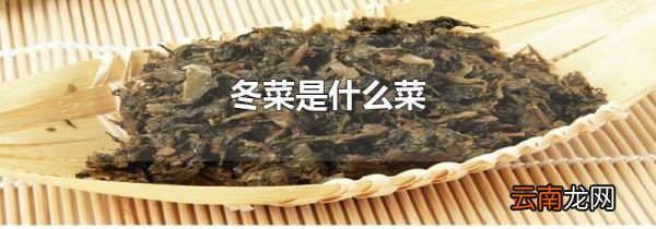 冬菜是什么菜