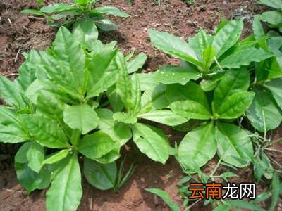 人参叶的药用价值有哪些