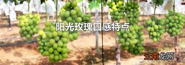 阳光玫瑰口感特点