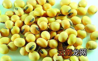 黄豆虫蛀了还能吃吗,黄豆长虫能吃吗