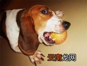 狗能吃苹果吗,狗狗可以吃苹果吗？