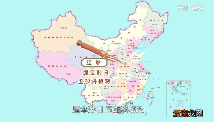 红参的功效与作用 红参的功效与作用是什么